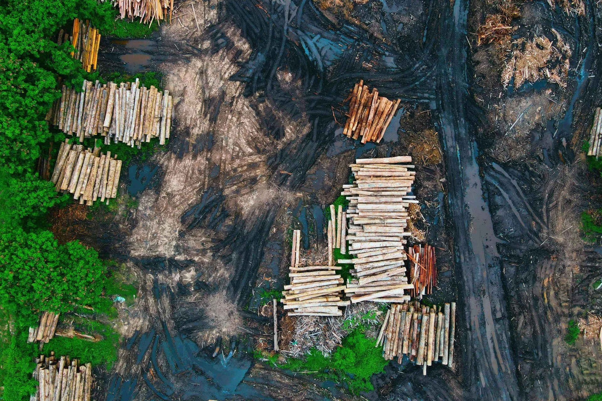Cut logs in a forest.