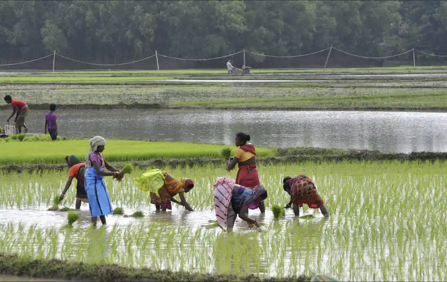 A group of women transplanting paddy somewhere near the town of Kharagpur in the state of West Bengal, India.